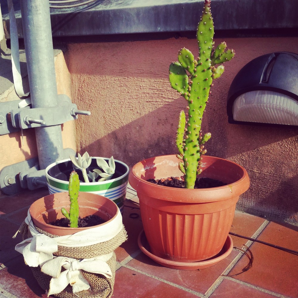 Cactus plants on my balcony