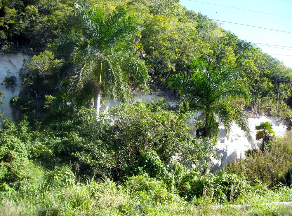 Cuba Jungles