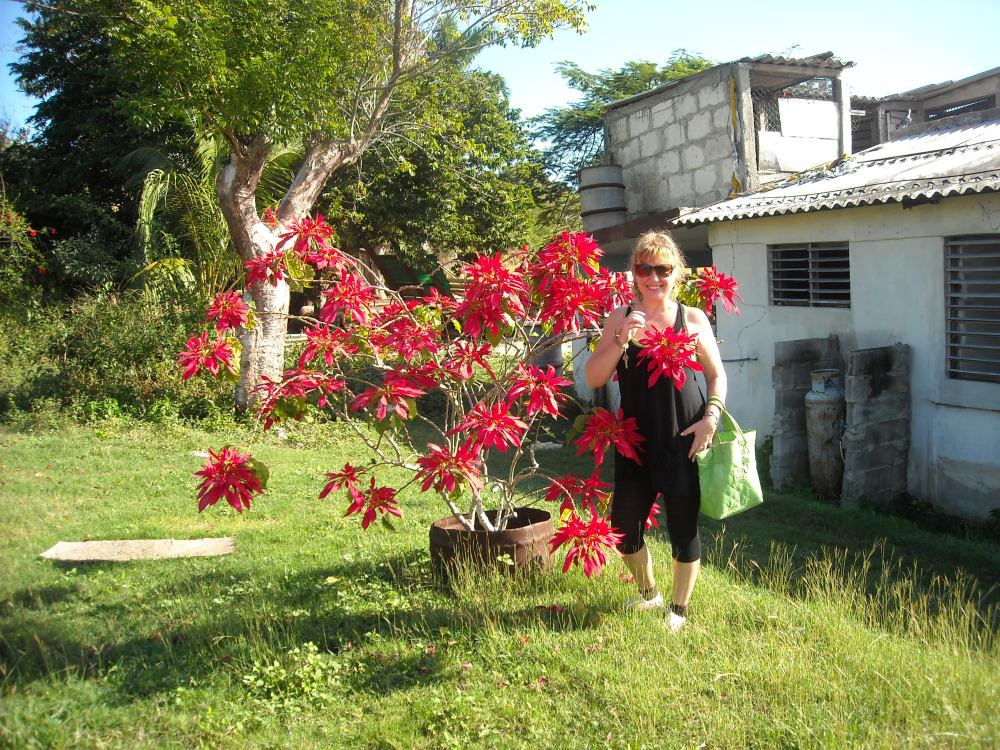 stella di Natale cresce a Cuba